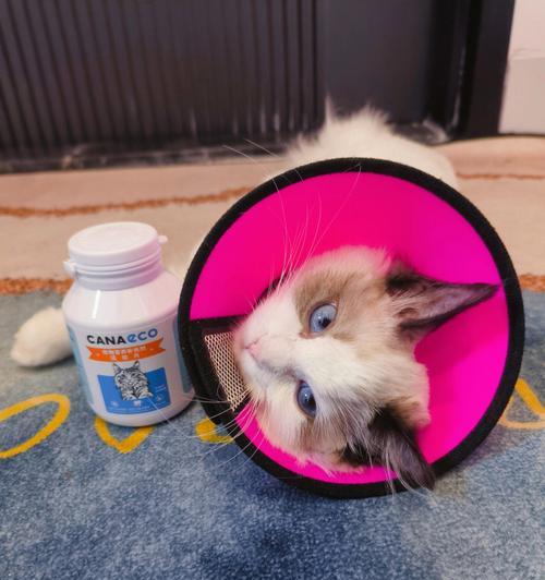 如何治疗宠物小猫嘴臭（以小猫嘴臭吃什么药为主题的全面指南）