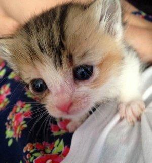 小猫夭折，如何正确处理宠物丧失（失去宠物后的应对方法及心理疏导）