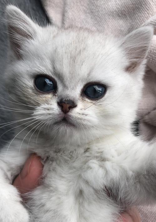 小猫咪鼻支——宠物主人必知的常识