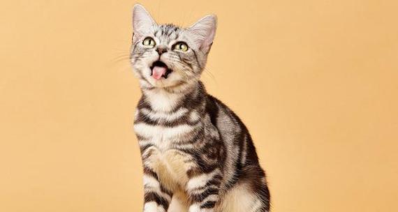 宠物市场火爆，小猫咪多少元一只（了解宠物市场价格）