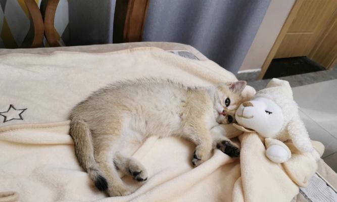 小猫喜欢在地毯上的10个行为习惯（揭秘小猫在地毯上的行为）