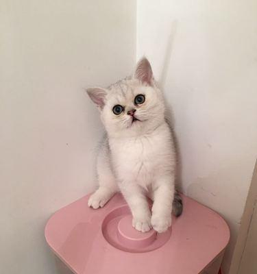 宠物小猫咪害怕应对策略（帮助小猫咪克服恐惧）