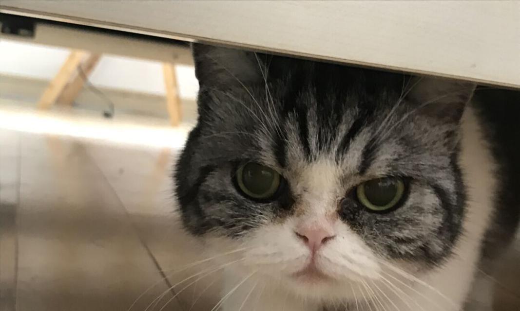 宠物小猫咪害怕应对策略（帮助小猫咪克服恐惧）