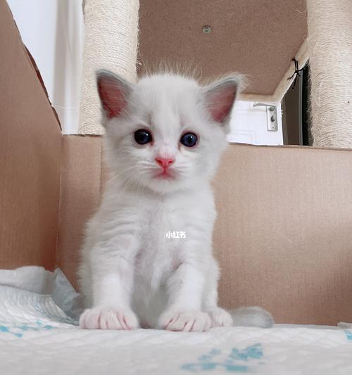 小猫咪满月能长多大（宠物爱好者必读）