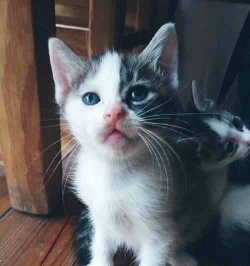 小猫咪满月能长多大（宠物爱好者必读）