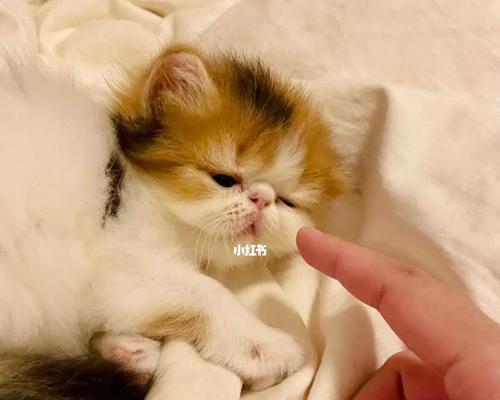 小猫咪满月能长多大（宠物爱好者必读）