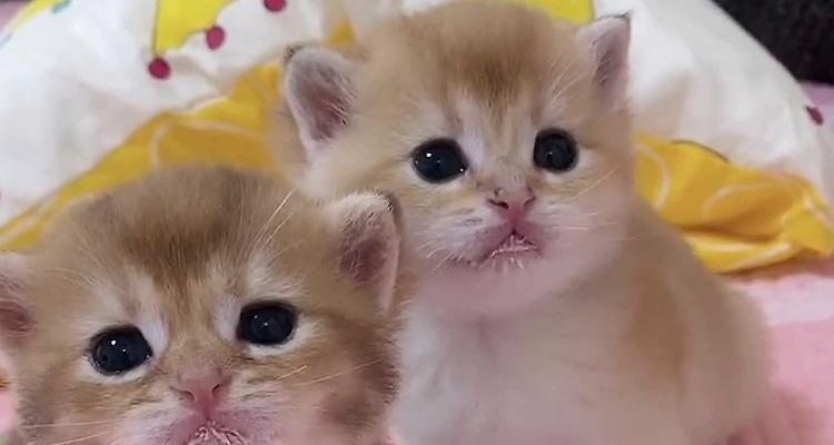 小猫咪的奶源选择（关于小猫咪喝奶的注意事项和饮品推荐）