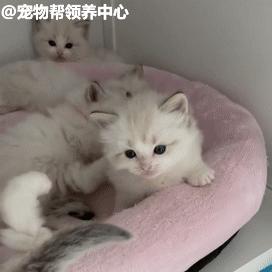小猫咪的奶源选择（关于小猫咪喝奶的注意事项和饮品推荐）