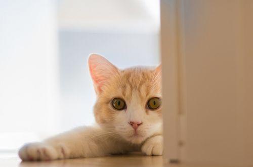 小猫咪怕人怎么办（以宠物为主）