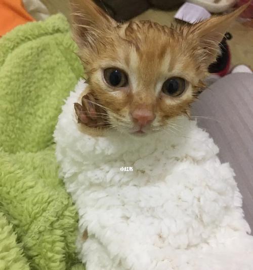 小猫咪洗完澡呕吐，这是为什么（探究宠物洗澡后出现呕吐的原因与解决方法）