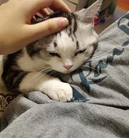 宠物小猫咪需要接种疫苗吗（了解宠物小猫咪的免疫接种知识）