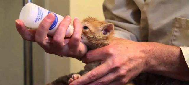 宠物小猫咪需要接种疫苗吗（了解宠物小猫咪的免疫接种知识）