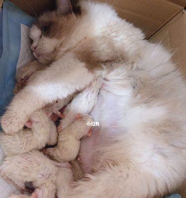 小猫咪为什么不吃奶（探究宠物猫咪对奶的反应）