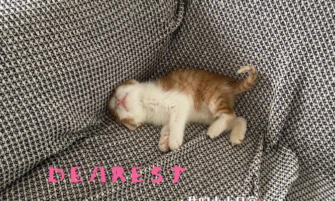 小猫崽可否喝奶粉（宠物猫崽的营养需求和喂养方法）