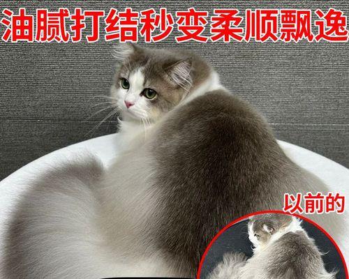 小猫洗澡的正确方法（不需要香波）