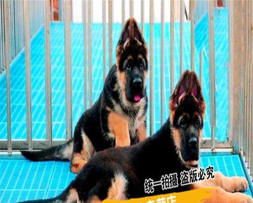 如何正确喂养小牧羊犬（全面了解宠物小牧羊犬的饮食健康知识）