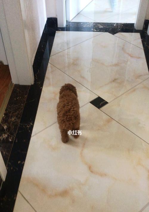 如何帮助小奶狗缓解拉稀问题（以宠物为主）
