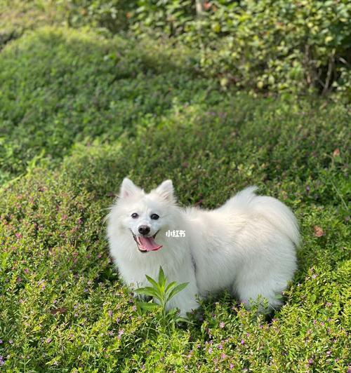 小银狐犬的饮食需求（探究小银狐犬的饮食偏好及注意事项）