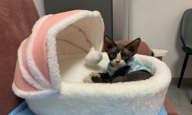 宠物新生小猫拉屎的注意事项（如何让你的新猫咪顺利排便）