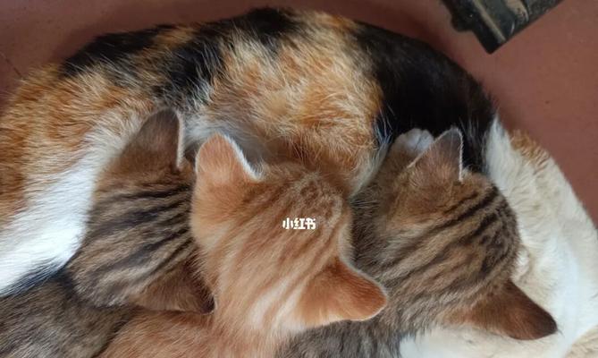 新生小猫的喂养之道（宠物猫的奶水需求量和喂养时间表）