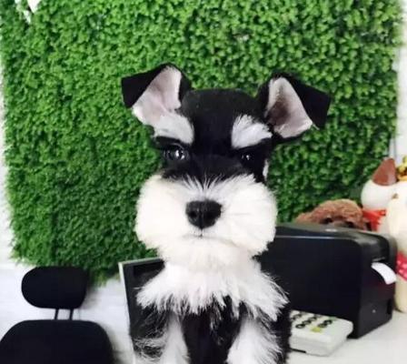 如何训练你的雪纳瑞犬（打造快乐和谐的宠物生活）