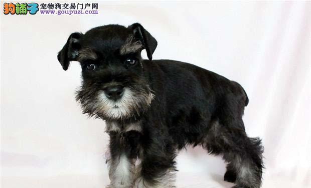 如何训练你的雪纳瑞犬（打造快乐和谐的宠物生活）
