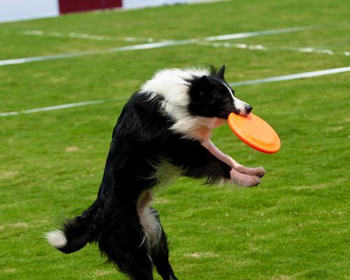 如何训练犬卧（掌握训练技巧让爱宠听话）