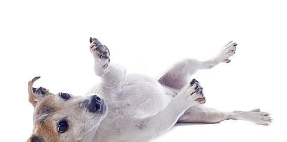 如何训练犬卧（掌握训练技巧让爱宠听话）