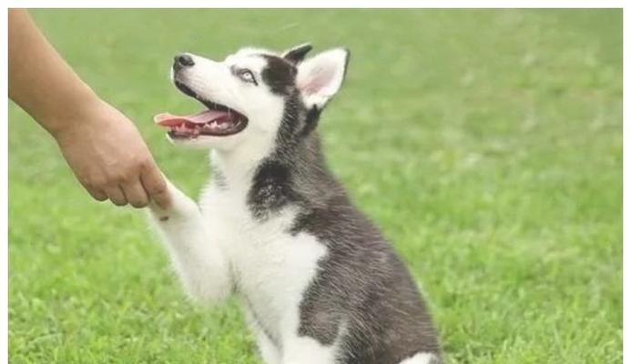 如何训练犬卧（掌握训练技巧让爱宠听话）