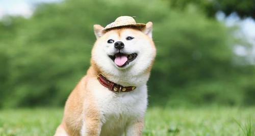羊奶狗狗能喝吗（透过羊奶了解狗狗喝奶的需要性与限制性）