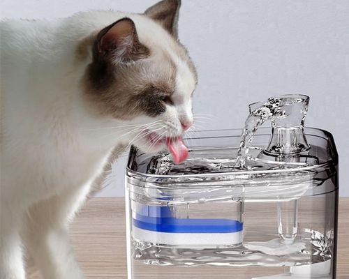 小猫不喝水的原因及解决方法（宠物喝水的重要性）