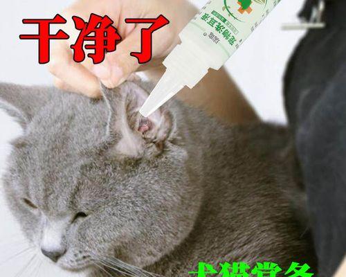 为什么不能咬猫咪耳朵？