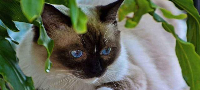 了解野猫（探索野猫的世界）