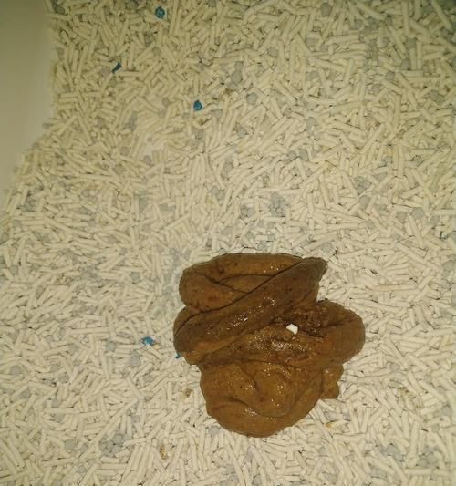 小猫便便带血，是什么原因引起的（揭秘宠物小猫便便上带血的原因）