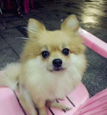 如何从银狐犬的外观看出其年龄（以宠物为主）