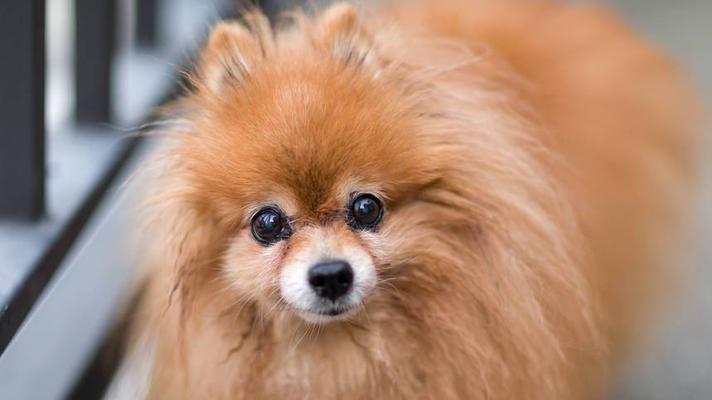 英国博美犬——宠物中的珍品（了解博美犬）