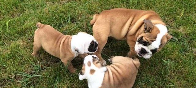 如何科学饲养英牛幼犬（从喂养、训练到保健）