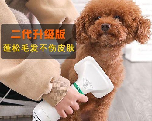 如何用正确的吹风机给宠物狗吹毛（选择适合宠物狗的吹风机）