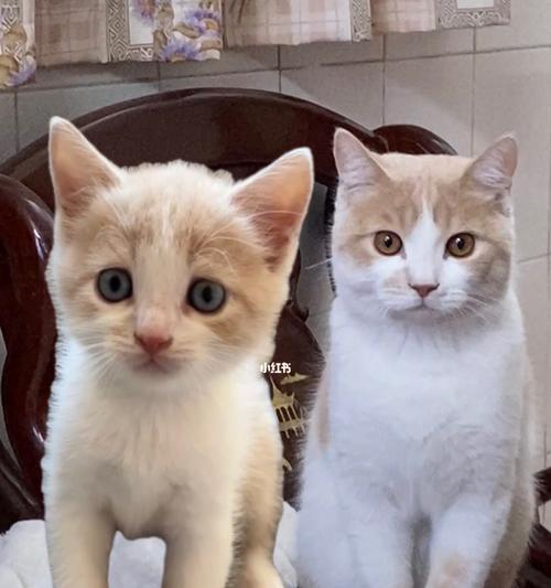新生小猫的毛发护理（如何让你家的小猫咪毛茸茸更健康）