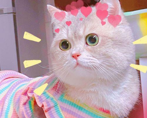 幼猫饮食全攻略（宠物猫的饮食健康）