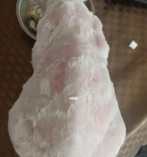 幼猫猫癣预防指南（让宠物幼猫告别猫癣）