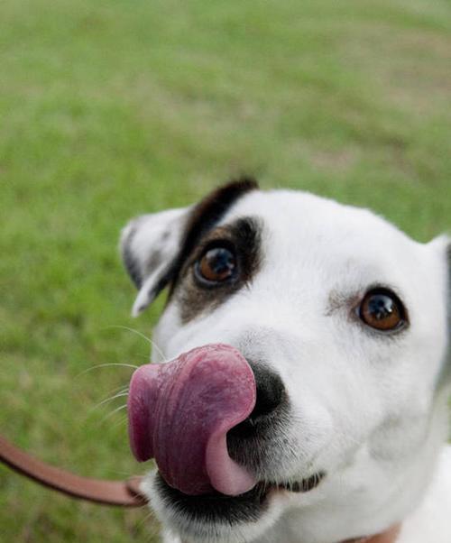 如何给两月幼犬合理饮食避免呕吐