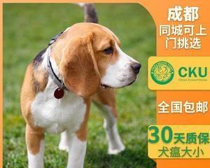 幼犬的饮食注意事项（让你的宠物健康成长）