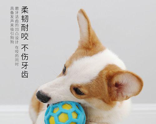 从行为习惯到心理原因，解析幼犬喜欢咬脚的深层次原因（从行为习惯到心理原因）