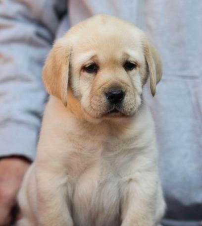 拉布拉多幼犬价格及养护全指南