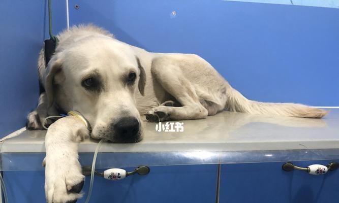 如何识别幼犬贫血的症状（宠物主人必看！幼犬贫血不可小视）