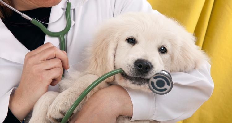 幼犬打针时间表（保护宠物健康的必要措施）