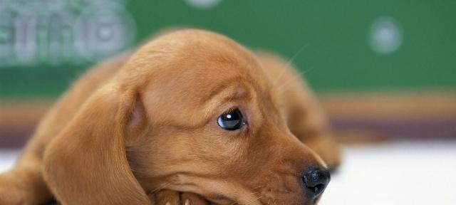 幼犬吐的原因及应对方法（宠物犬幼时期常见的呕吐症状及解决办法）