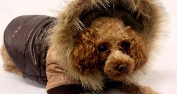 幼犬吐的原因及应对方法（宠物犬幼时期常见的呕吐症状及解决办法）
