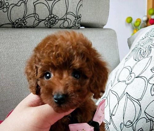 幼犬泰迪如何进行驱虫（为你的宠物健康保驾护航）